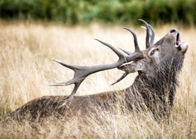 Cerf élaphe