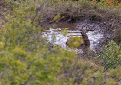 Cerf élaphe