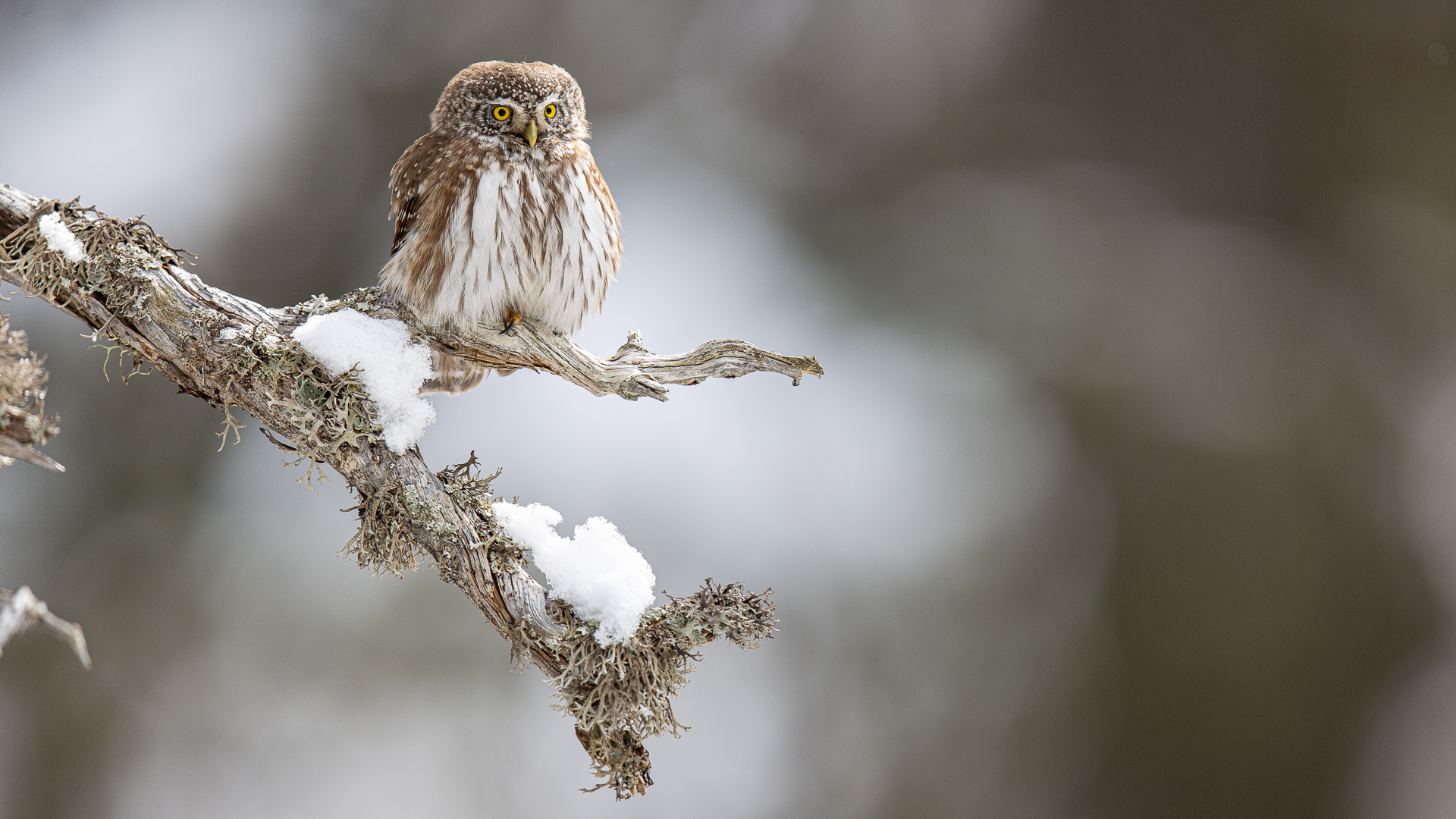 Chevêchette d'Europe